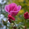 pink-rose